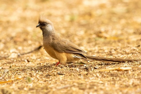Speckled Mousebird (Colius striatus), Lake Baringo, Kenya