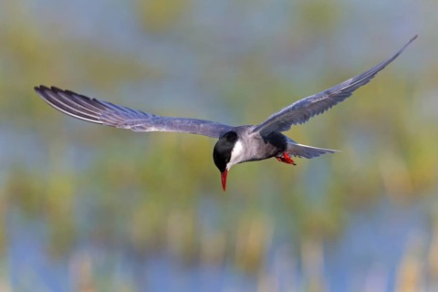 White-bearded Tern, (Chlidonias hybridus, Chlidonias hybrida, family of terns, flight, biotope,