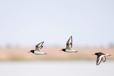 Oystercatcher (Haematopus ostralegus), small flock flying over lake landscape, Virkkula,