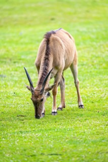 Common eland (Taurotragus oryx) female on a meadow, Bavaria, Germany