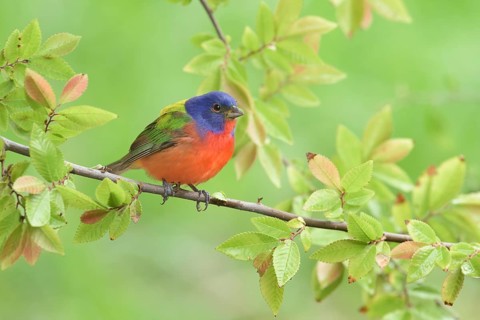 Painted Bunting (Passerina ciris) male perched on a branch, Texas, USA