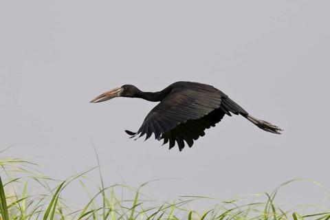 African Openbill (Anastomus lamelligerus) flying, Semuliki National Park, Uganda