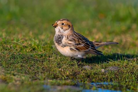 Lapland Longspur Winter Plumage (Calcarius lapponicus) - Victoria BC, Canada