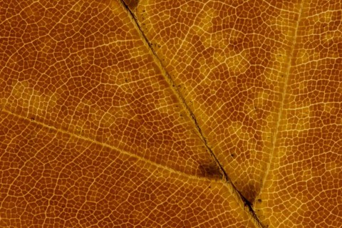 Common beech tree (Fagus sylvatica) close up of a single autumn colour leaf, England, United