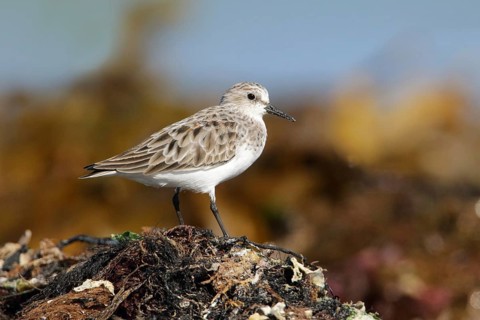 Red-necked Stint (Calidris ruficollis), Victoria, Australia