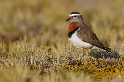 Rufous-chested Dotterel (Charadrius modestus) perched on the ground in Chile