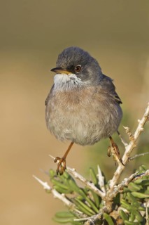 Spectacled Warbler (Sylvia conspicillata) male, Spain