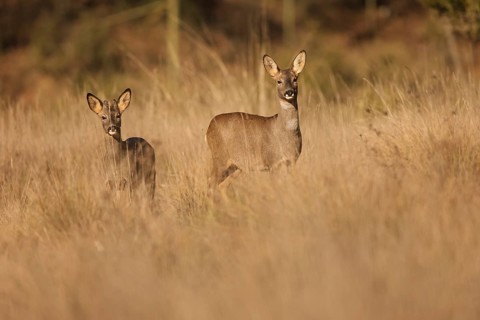 Two roe deer stand gracefully in a sunlit field, surrounded by tall grass. The warm light