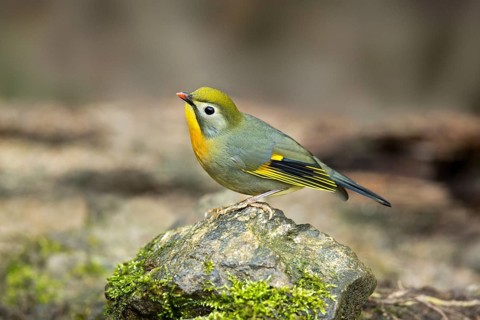 Red-billed Leiothrix (Leiothrix lutea), Yunnan, China