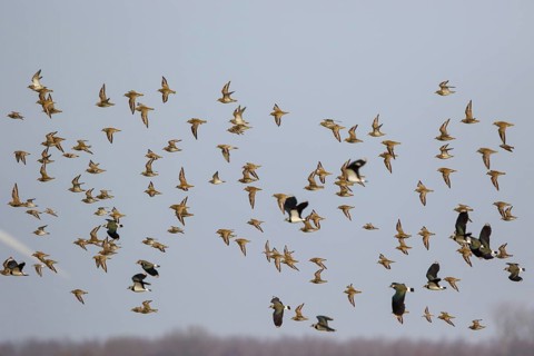 Golden Plover & Northern Lapwing (Pluvalis apricaria & Vanellus vanellus) flock flying, Netherlands