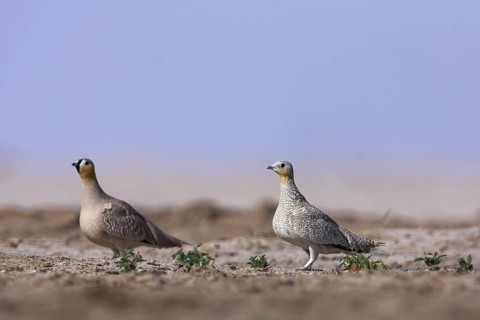 Crowned Sandgrouse (Pterocles coronatus), Oman