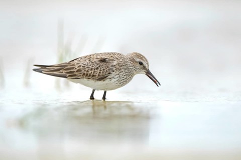 White-rumped Sandpiper (Calidris fuscicollis), Texas, USA
