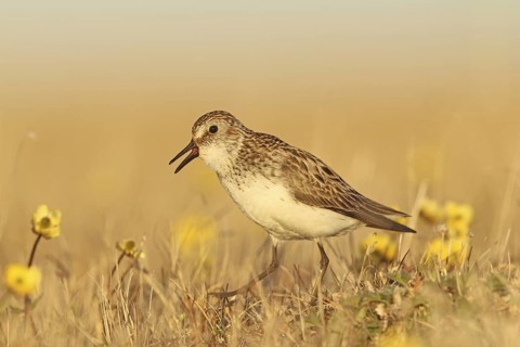 Semipalmated Sandpiper (Calidris pusilla) male, Alaska, USA