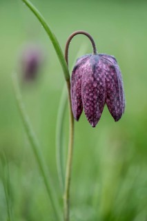 Chequerboard flowers (Fritillaria meleagris), Lower Saxony, Germany