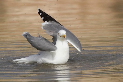 Yellow-legged Gull (Larus michahellis) bathing, Morocco