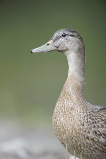 Mallard (Anas platyrhynchos) female, Thuringia, Germany