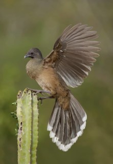 Plain Chachalaca (Ortalis vetula mccalli) perched on a cactus, Texas, USA