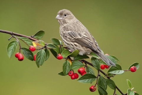 House Finch (Haemorhous mexicanus) female, Arizona, USA