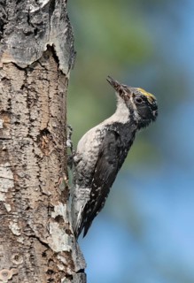 American Three-toed Woodpecker (Picoides dorsalis) male, British Columbia, Canada, Canada