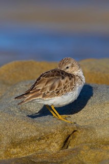 Least Sandpiper (Calidris minutilla), California, USA