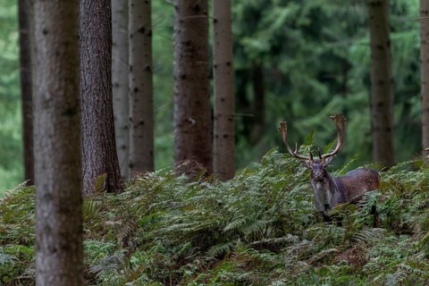 A fallow deer (Dama dama) walks to the rutting ground and crosses a coniferous forest, the forest