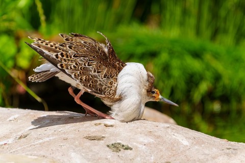 Bird with upright head on a stone in nature, ruff (Calidris pugnax, Syn.: Philomachus pugnax),