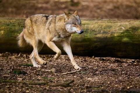 A wolf runs through the forest, past a large tree trunk, Wolf (Canis lupus), Germany