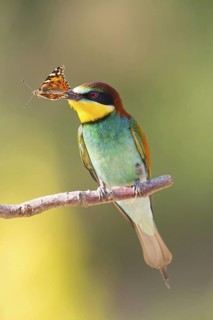 Bee-eater, (Merops apiaster), animals, birds, raptor family, perch, with prey, Muselievo,