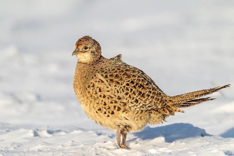 With a closed snow cover it is difficult for the pheasant hen (Phasianus colchicus) to find food,