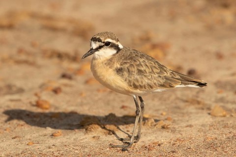 Kittlitz's Plover (Charadrius pecuarius), Masai Mara, Kenya