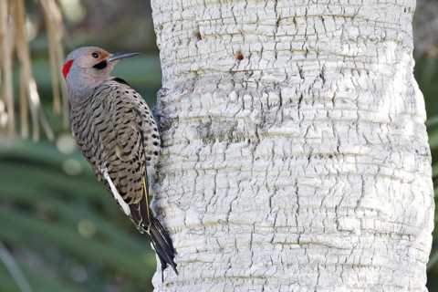 Northern Flicker (Colaptes auratus), Florida, USA