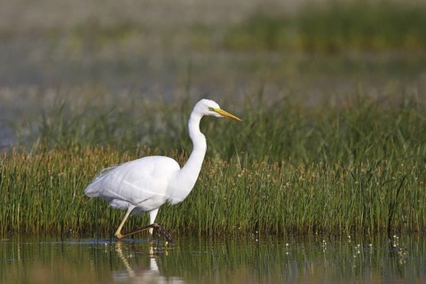 Great Egret (Ardea alba) foraging, Greece