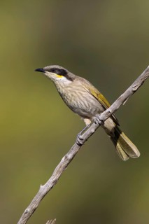 Singing Honeyeater (Gavicalis virescens), Victoria, Australia