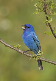 Indigo Bunting (Passerina cyanea) male singing, Ohio, USA