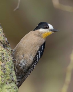 White-fronted Woodpecker (Melanerpes cactorum), Bolivia