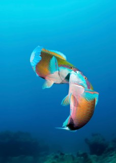 Parrotfish (Scarinae) two, mating, Great Barrier Reef, Great Barrier Reef, Unesco World Heritage