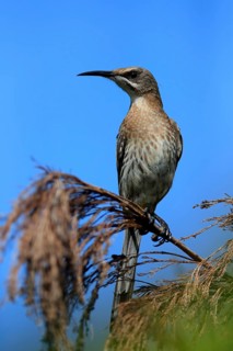 Cape Honeybird (Promerops cafer), adult, male, perch, Kirstenbosch Botanical Gardens, Cape Town,