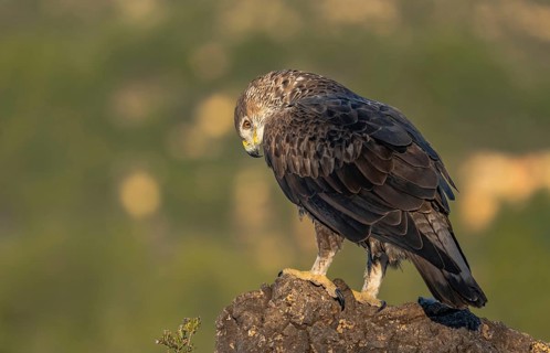 A majestic Bonelli's Eagle stands elegantly on a rock during golden hour, showcasing its striking