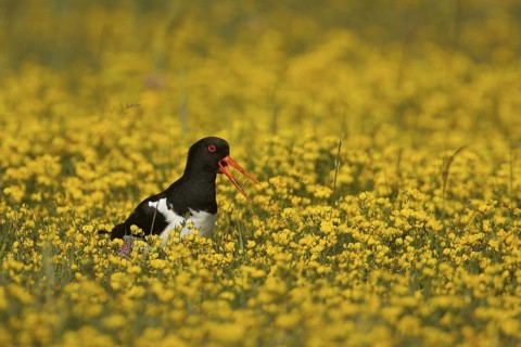 Eurasian Oystercatcher (Haematopus ostralegus) calling, Texel, Netherlands