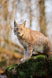 Eurasian lynx (Lynx lynx) sitting on a rock, Bavaria, Germany