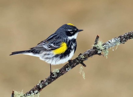 A male Yellow-rumped Warbler (Myrtle Race), tophaga coronata, perched on a jack pine branch in