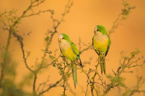 Cliff Parakeet (Myiopsitta luchsi) pair perched on a branch, Bolivia