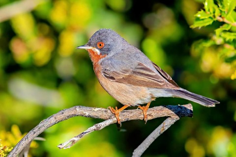 White-bearded warbler, (Sylvia cantillans), perch, biotope, bearded warbler, songbird, warbler