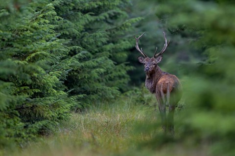 Clearly visible forest aisles offer ideal opportunities to photograph red deer (Cervus elaphus),