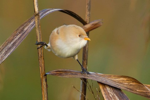 Bartmeise adult weibl