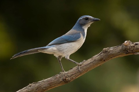 Western Scrub Jay (Aphelocoma californica)