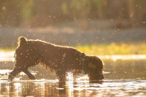 A curly-haired dog frolics in a sunlit river, creating splashes against a warm, glowing backdrop.
