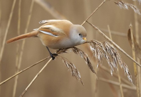 Bearded Reedling (Panurus biarmicus) female, Mecklenburg-Western Pomerania, Germany