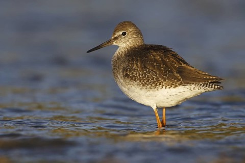 Common Redshank (Tringa totanus), Asturias, Spain