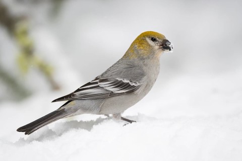 Pine Grosbeak (Pinicola enucleator) female perched on snow, Wyoming, USA